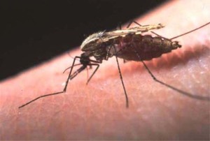 Source: http://www.righthealth.com/Health/How%20To%20Treat%20Malaria-s?lid=yhoo-ads-sb-0032276518